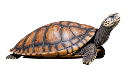 A close-up view of a turtle showcasing its patterned shell, wrinkled skin, and gentle expression, all against a transparent background.