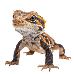 Naklejka premium Angled view full body shot of extremely perfect looking single Kaua’i ‘Ō‘ō animal isolated on a white transparent background 