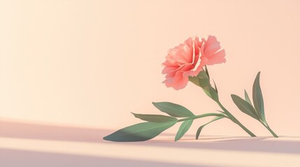Delicate peach carnation flower on pastel background.