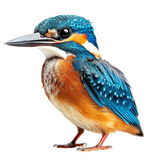 Angled view full body shot of extremely perfect looking single Kingfisher animal isolated on a white transparent background