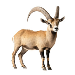 Obraz premium Angled view full body shot of extremely perfect looking single Kouprey animal isolated on a white transparent background