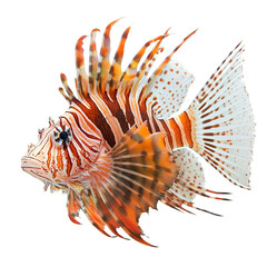 Angled view full body shot of an extremely perfect looking single Lionfish animal isolated on a white transparent background