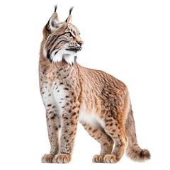 Obraz premium Angled view full body shot of an extremely perfect looking single Lynx animal isolated on a white transparent background