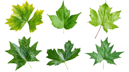 Flying fresh green leaves isolated transparent background