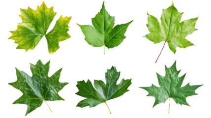 Flying fresh green leaves isolated transparent background