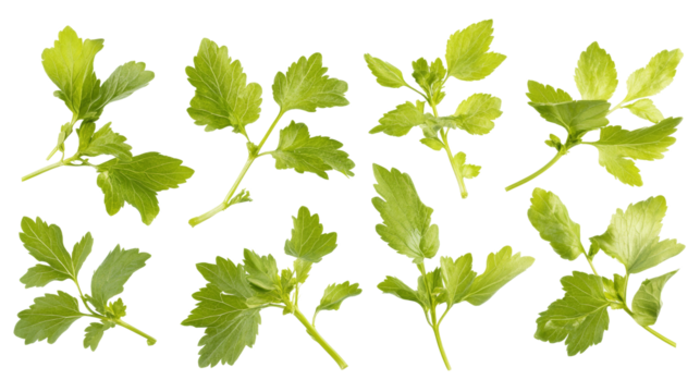 Flying fresh green leaves isolated transparent background