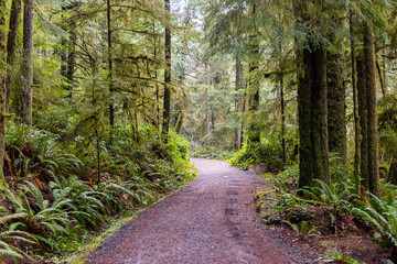 Scenic Forest Pathway Amid Lush Greenery on Vancouver Island, BC