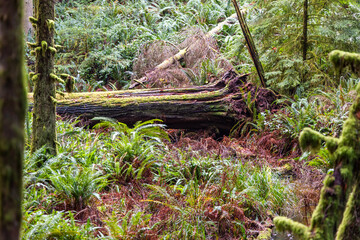 Lush Forest Scene Featuring Ferns and Moss-Covered Fallen Tree