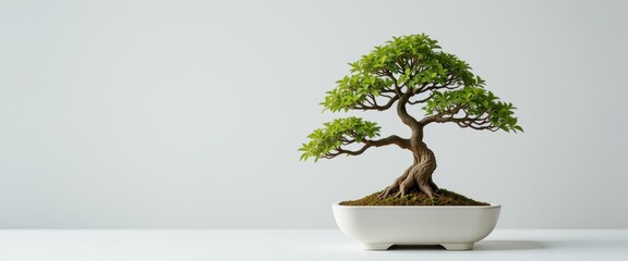 Classic bonsai tree in a ceramic pot, a symbol of balance and nature, ideal for serene and organic-themed designs.