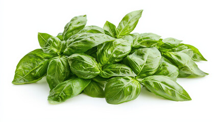 Fototapeta premium A natural arrangement of vibrant green basil leaves, each with prominent veins and a glossy finish, isolated on a white background to showcase their freshness and delicate texture.