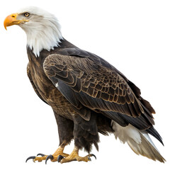 Fototapeta premium Majestic Bald Eagle Perched, Isolated on White Background