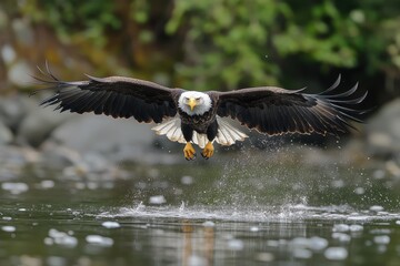 Fototapeta premium Majestic bald eagle in flight, wings spread wide, diving towards water. Perfect for wildlife, nature, and freedom themed projects.