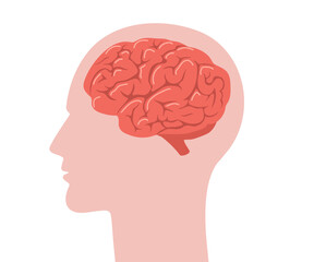 Brain anatomy. Human head in profile with red brain inside. Biological scheme of internal organ. Side view. Vector illustration in flat cartoon style.