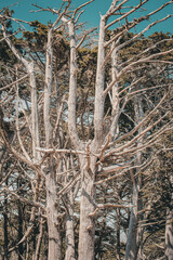 Tree Landscape in Baker Beach California San Francisco Bay Area