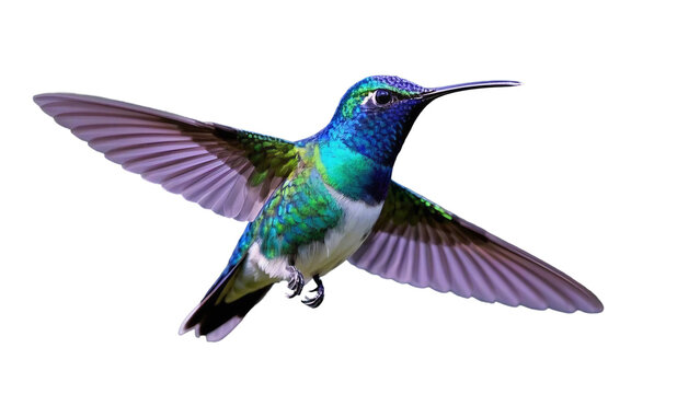 A colorful hummingbird flying  - Powered by Adobe