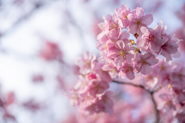満開に咲く早咲きの河津桜