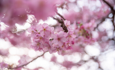 満開に咲く早咲きの河津桜