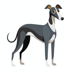 black and white dog.