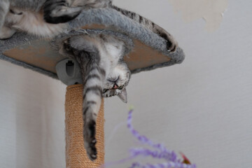キャットタワーで遊ぶ可愛い猫　サバトラ猫