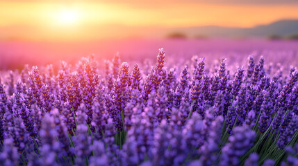 Fototapeta premium Soft-focused banner of a blooming lavender field at sunset, featuring vibrant violet flowers