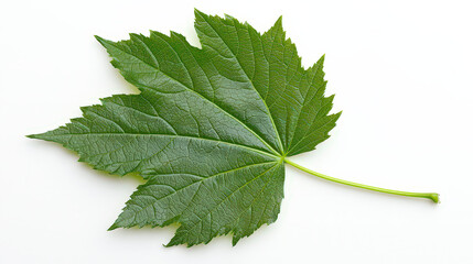 Obraz premium A single, large green leaf with a glossy texture and prominent veins, showcasing its vibrant color and natural beauty. The leaf is positioned flat against a white background