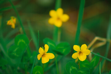 yellow daffodils in spring