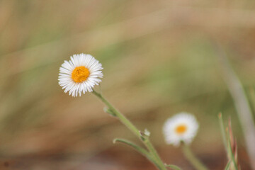 daisy in the grass