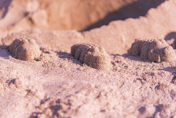Sand Crocodile in the beach Landscape