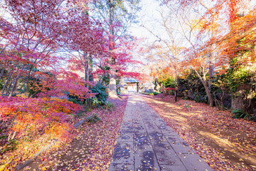 興禅院参道の紅葉