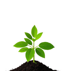 A green plant with leaves
