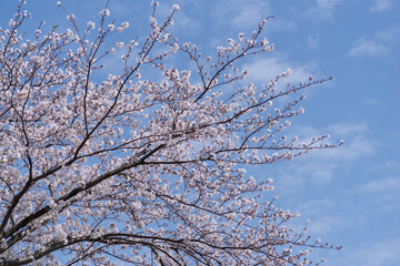 青空と満開の桜