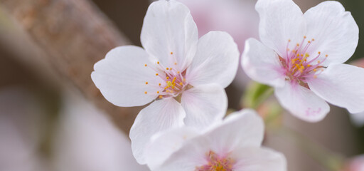 桜の花をマクロで撮影