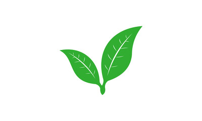 green leaf isolated on white background