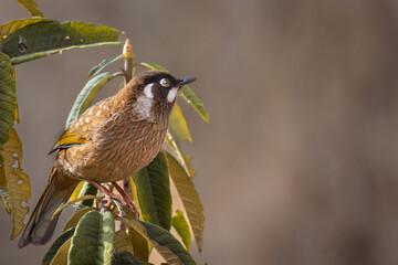 Black-faced laughing thrush on mango tree branch