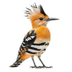 Front view full body shot of an extremely perfect looking single Eurasian Hoopoe bird isolated on a white transparent background © SunCamCo
