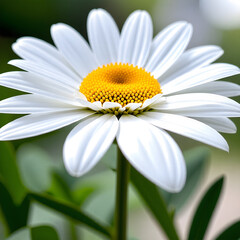 Obraz premium daisy flower