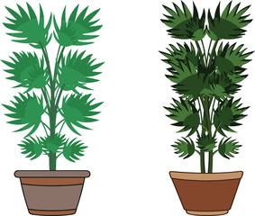 Two potted plants - decorative indoor greenery in terracotta pots for home or office decor