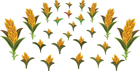 Rice field illustrations - Vibrant yellow and green wheat plants in various growth stages