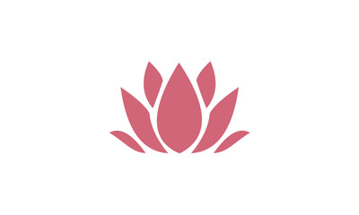 pink lotus flower