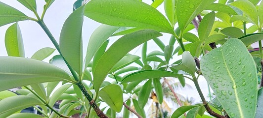 Pule leaves are green, grow fresh on beautiful twigs