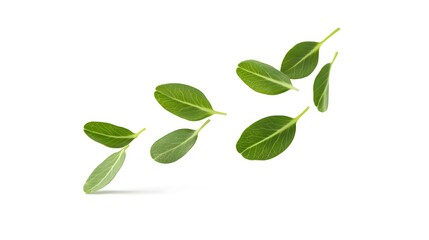 Obraz premium Falling Fenugreek Leaf isolated on a white background