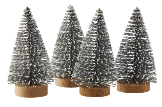 Snow pine, circle wooden base cut out isolated transparent background

