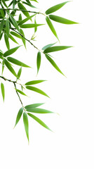 Fototapeta premium Lush green bamboo branch, isolated on white background, ideal for design elements or website decoration.