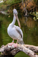 A pelican is standing on a log in a body of water