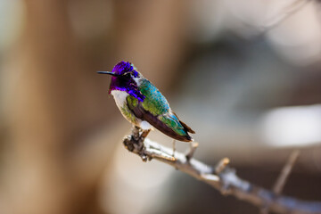 A hummingbird is perched on a branch