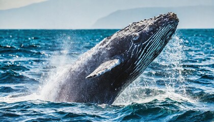 Fototapeta premium Gigantic Humpback Whale Breaching Gracefully Amid Sparkling Ocean Waves