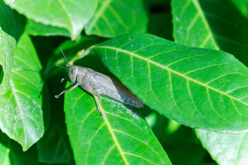 close-up of a grasshopper hidden among green leaves