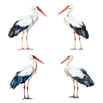 Set of four illustrations, stork bird. Watercolor drawing
