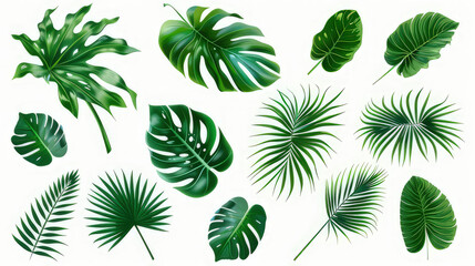 A collection of various tropical leaves and plants, ideal for design and decoration. isolated on white background