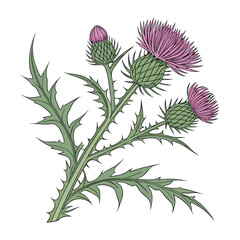 Illustration Onopordum Acanthion (Scottish Thistle) element white illustration